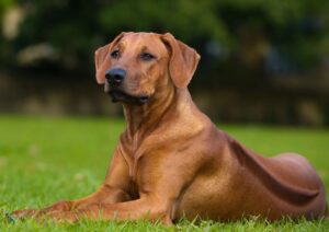 Rhodesian Ridgeback