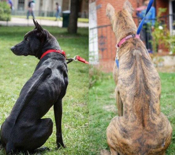 Phu Quoc Ridgeback