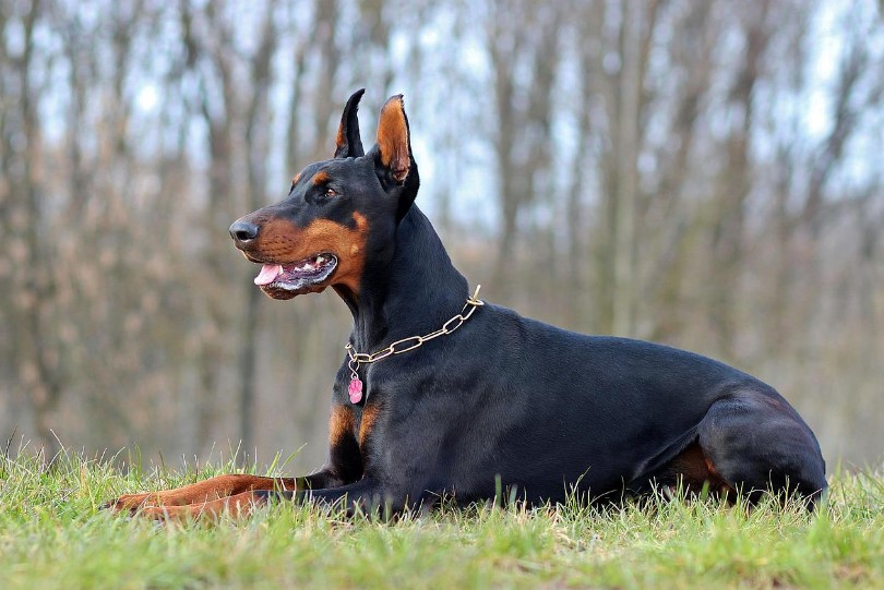 Doberman