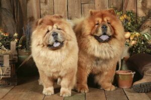 Chow Chow