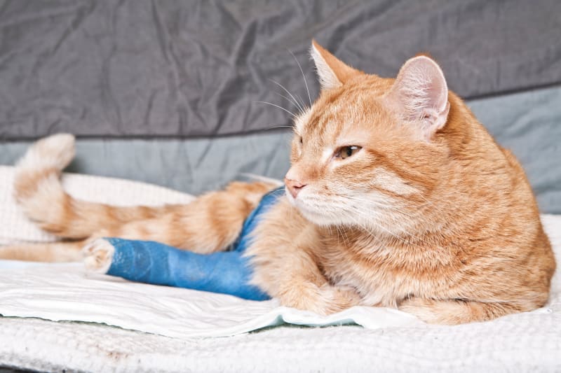 treatment-options-for-broken-bones-in-cats-image.jpg